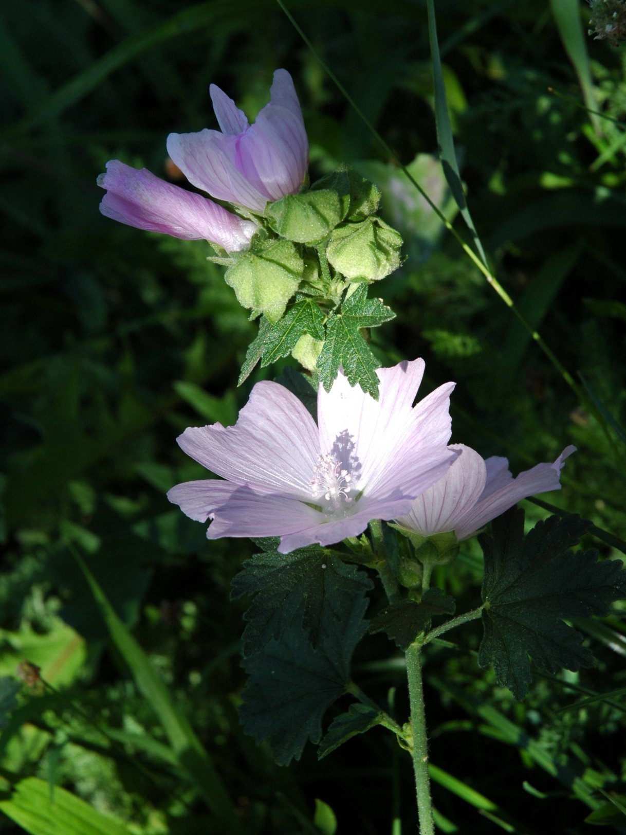 Malva alcea / Malva alcea